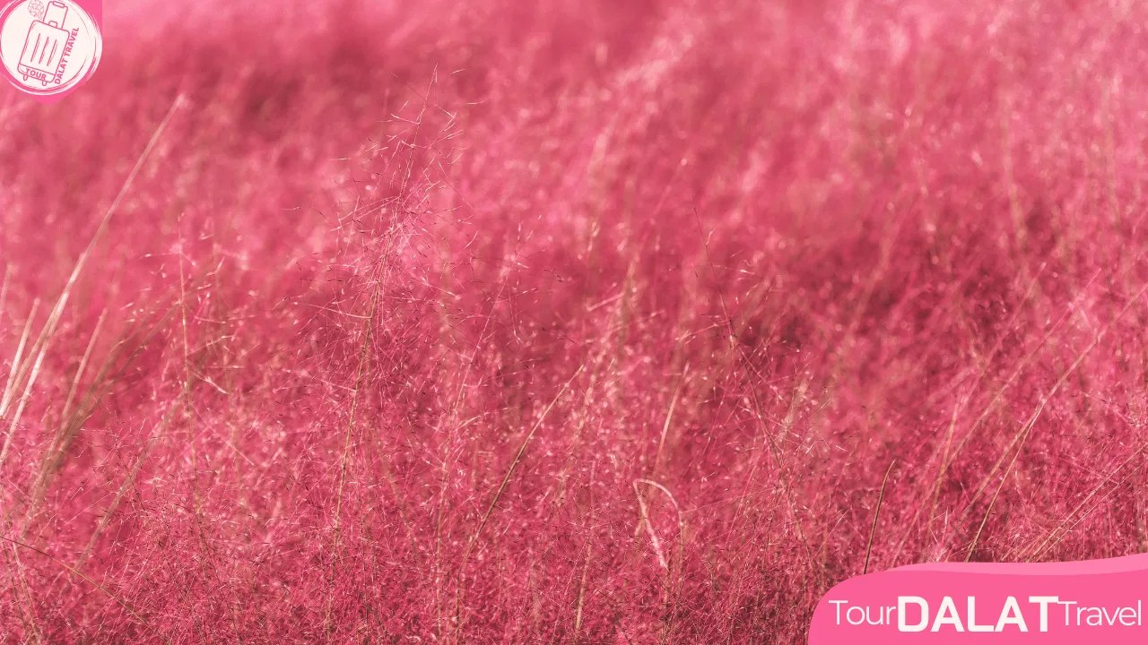 Cỏ Hồng-Cỏ Tuyết Đà Lạt
