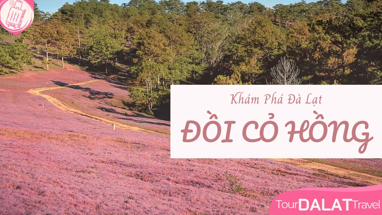 Khám Phá Đồi Cỏ Hồng Đà Lạt