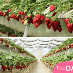 Vườn Dâu Tây Công Nghệ Cao