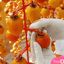 Vườn hồng treo gió- Săn mây đà Lạt