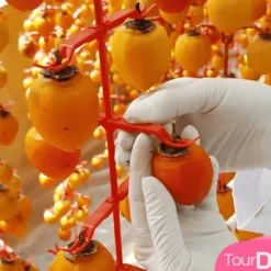 Vườn hồng treo gió- Săn mây đà Lạt