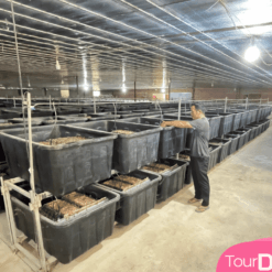 Nông trại dế Đà Lạt