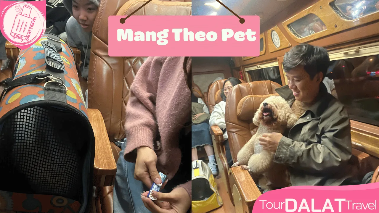 Thuê Xe Được Mang Theo Thú Cưng Tại Đà Lạt