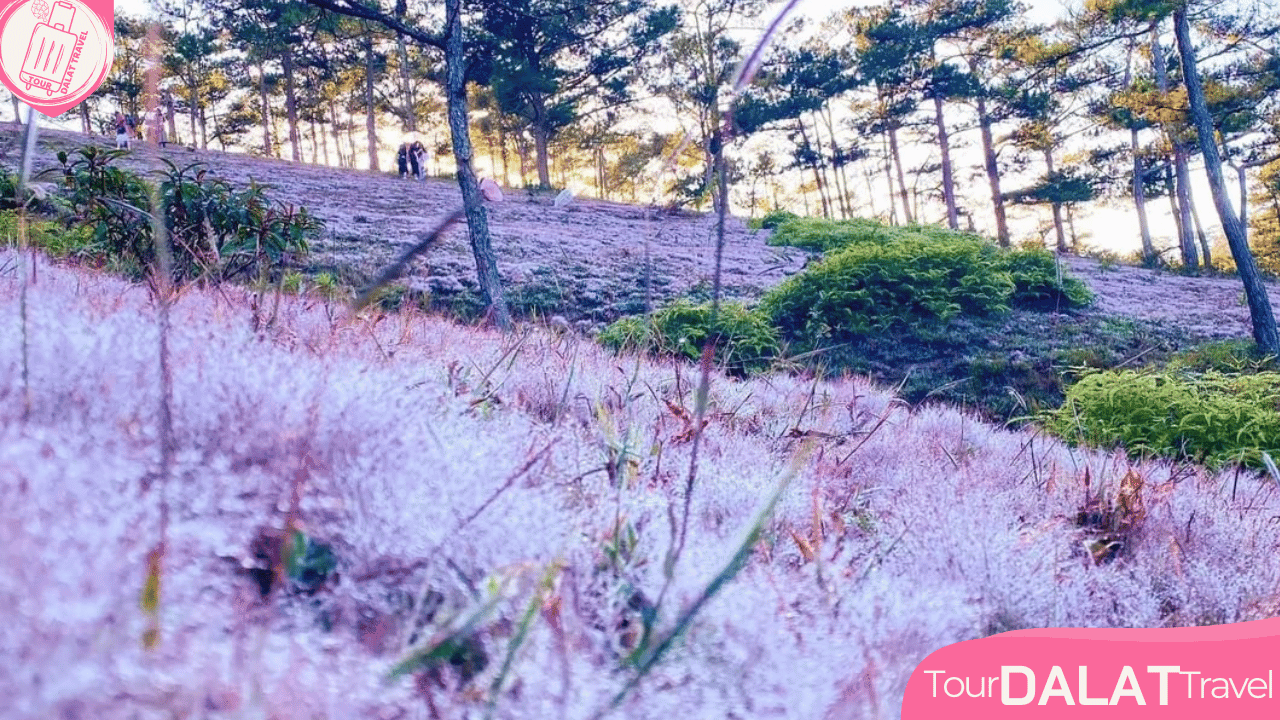 Cỏ Hồng Đà Lạt