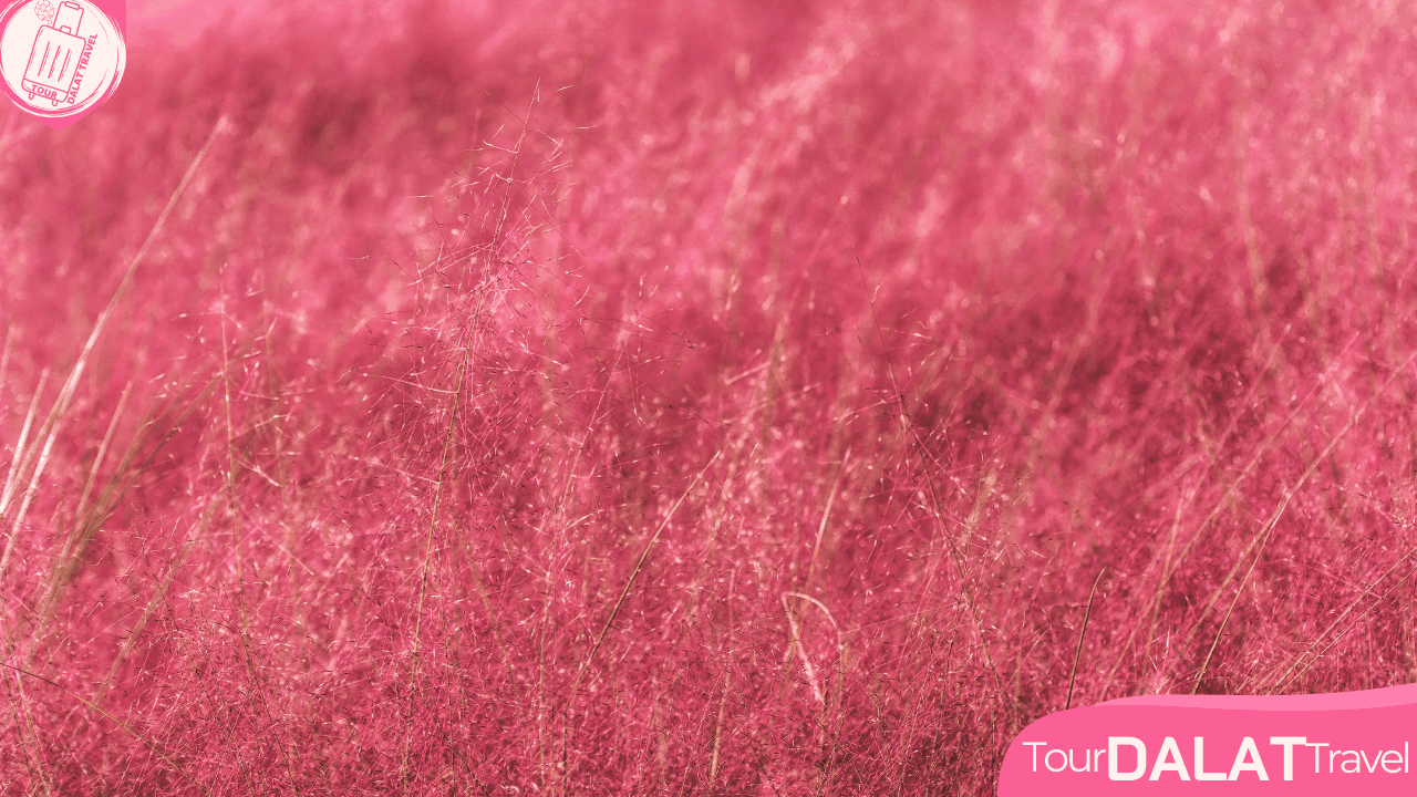 Cỏ Hồng-Cỏ Tuyết Đà Lạt