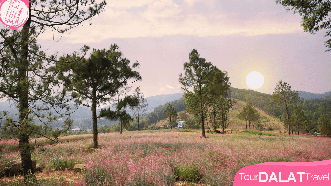 Đồi Cỏ Hồng Vào Lúc Sáng Sớm