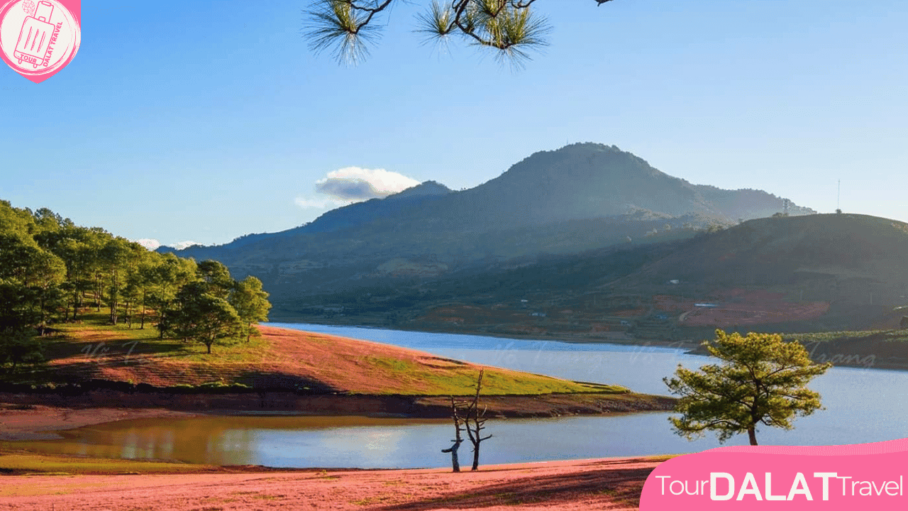 Đồi cỏ hồng Thung Lũng Vàng