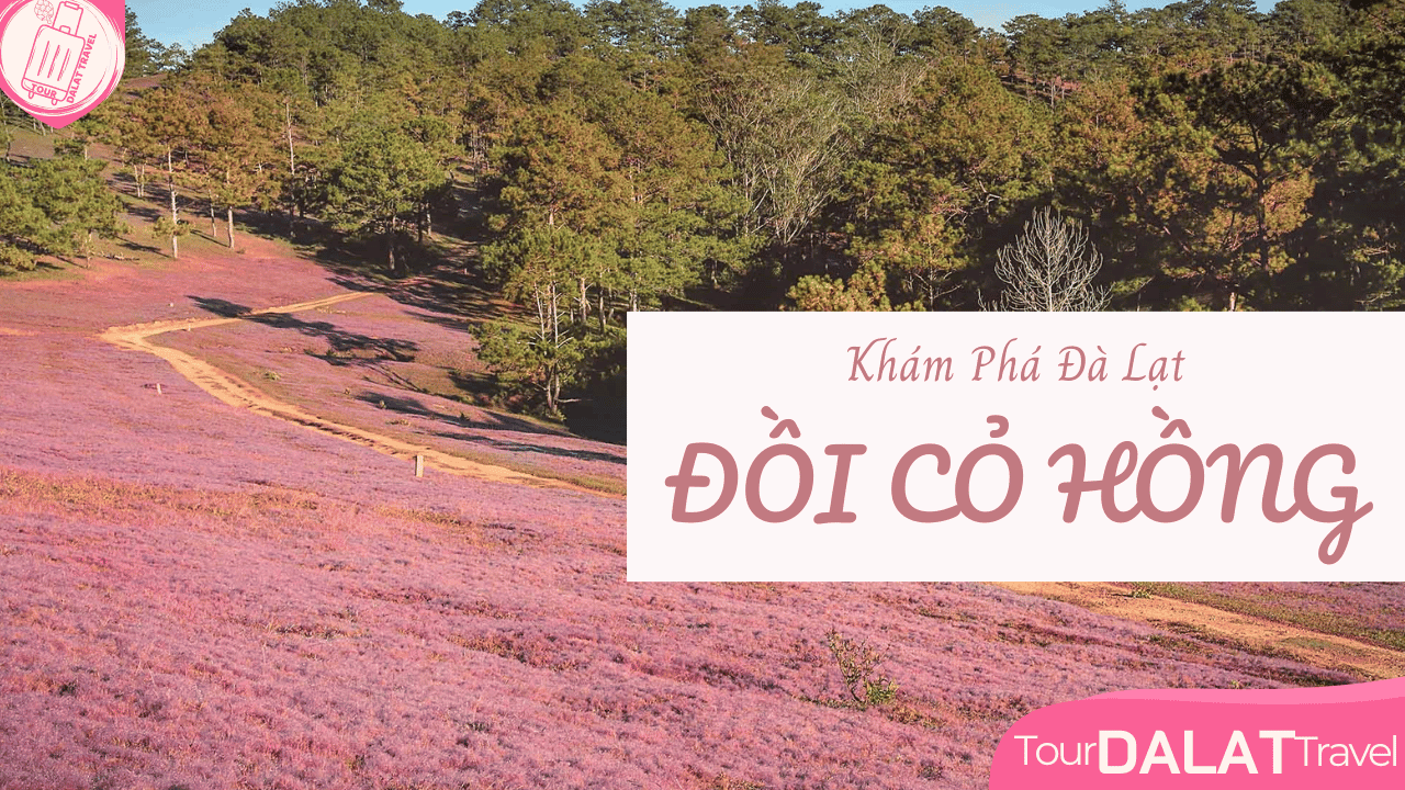 Khám Phá Đồi Cỏ Hồng Đà Lạt
