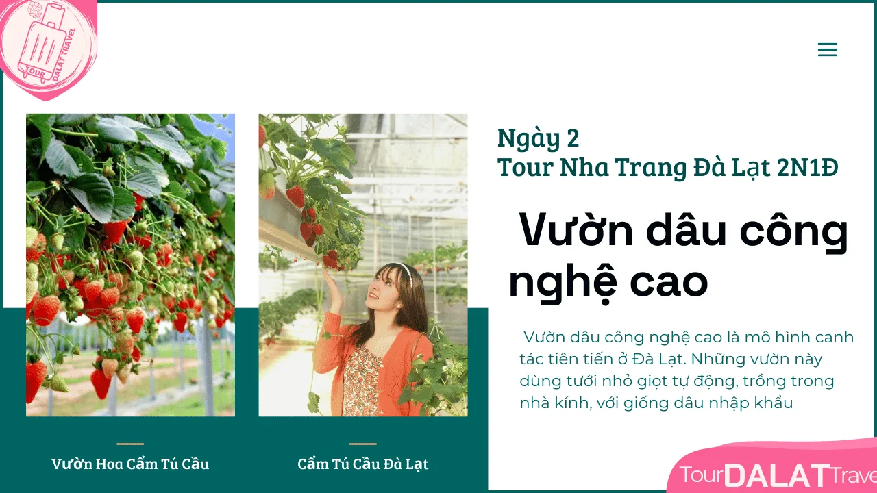 Tour Nha Trang Đà Lạt 2 Ngày 1 Đêm-Vườn Dâu