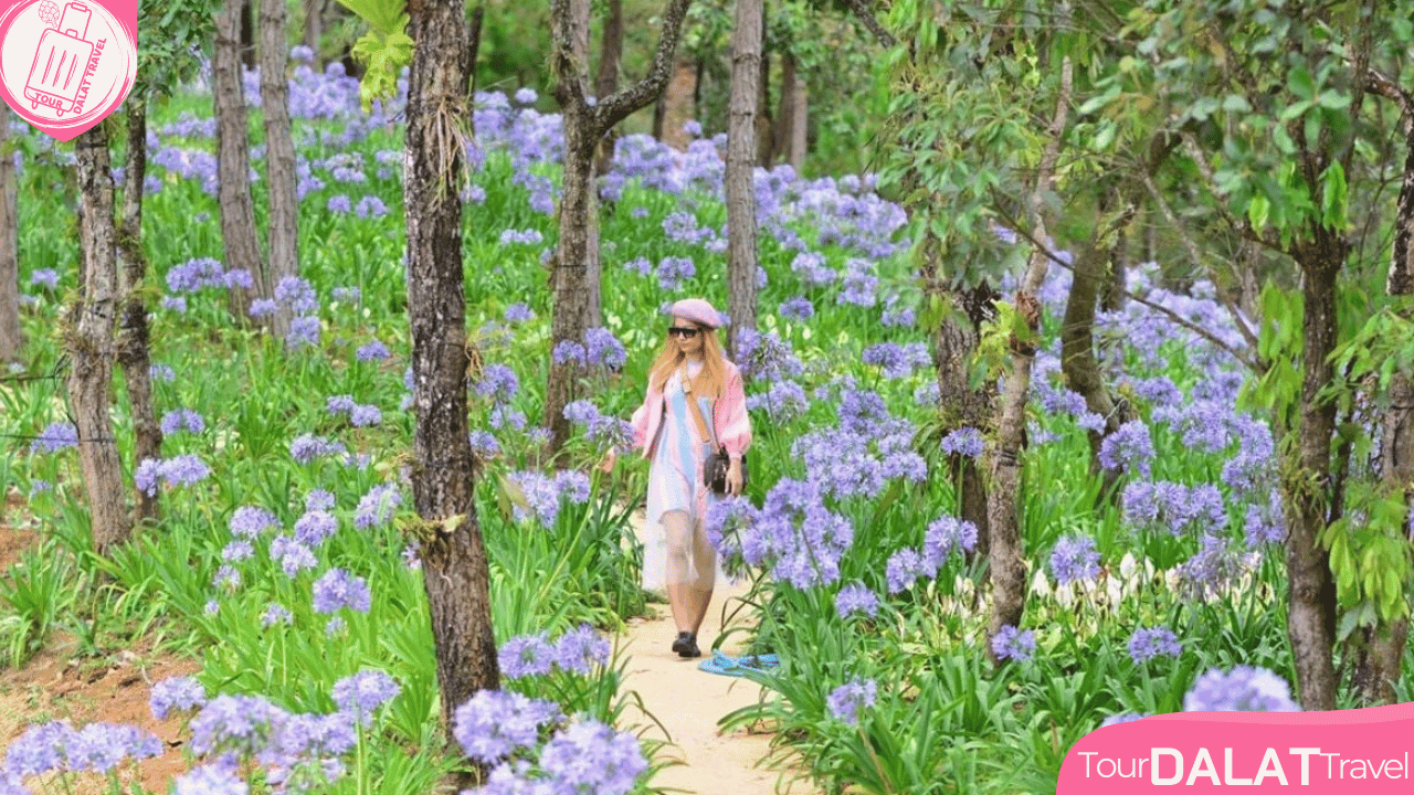 Cao Nguyên Hoa Đà Lạt - Vườn Cảm Tú Cầu