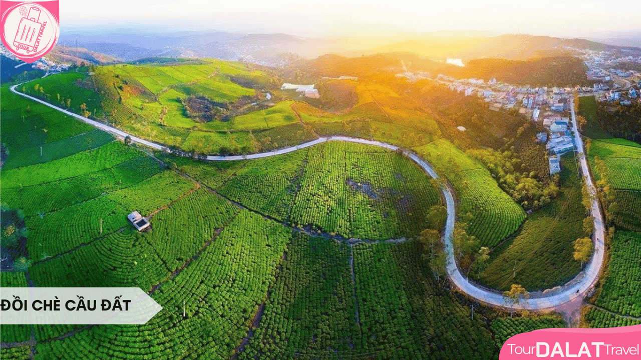 Du lịch Đà Lạt tháng 10 - Đồi chè Cầu Đất