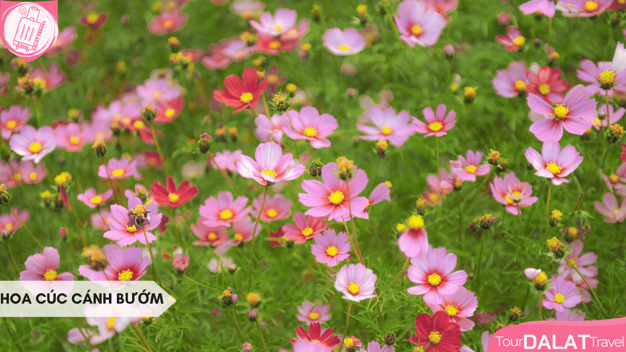 Du lịch Đà Lạt tháng 10 - Hoa cúc cánh bướm