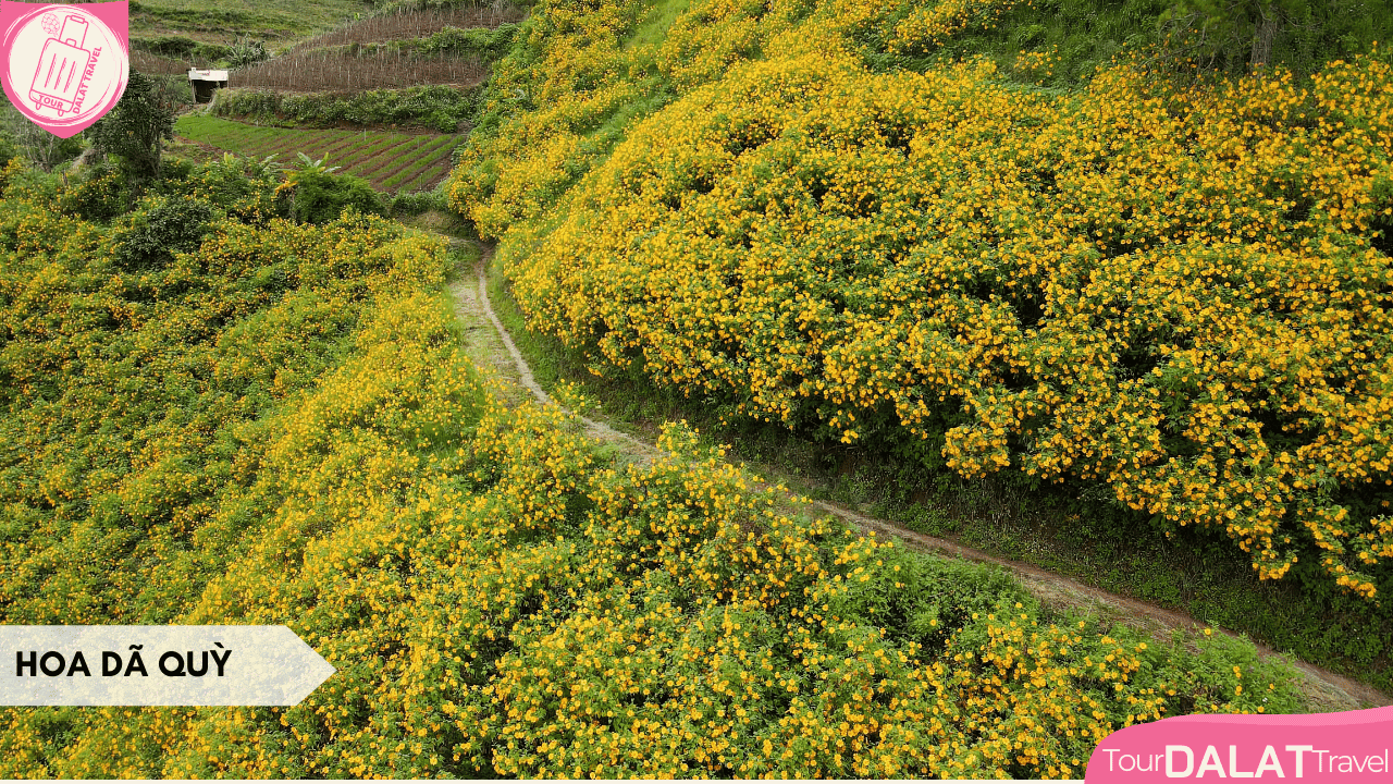 Du lịch Đà Lạt tháng 10 - Hoa dã quỳ