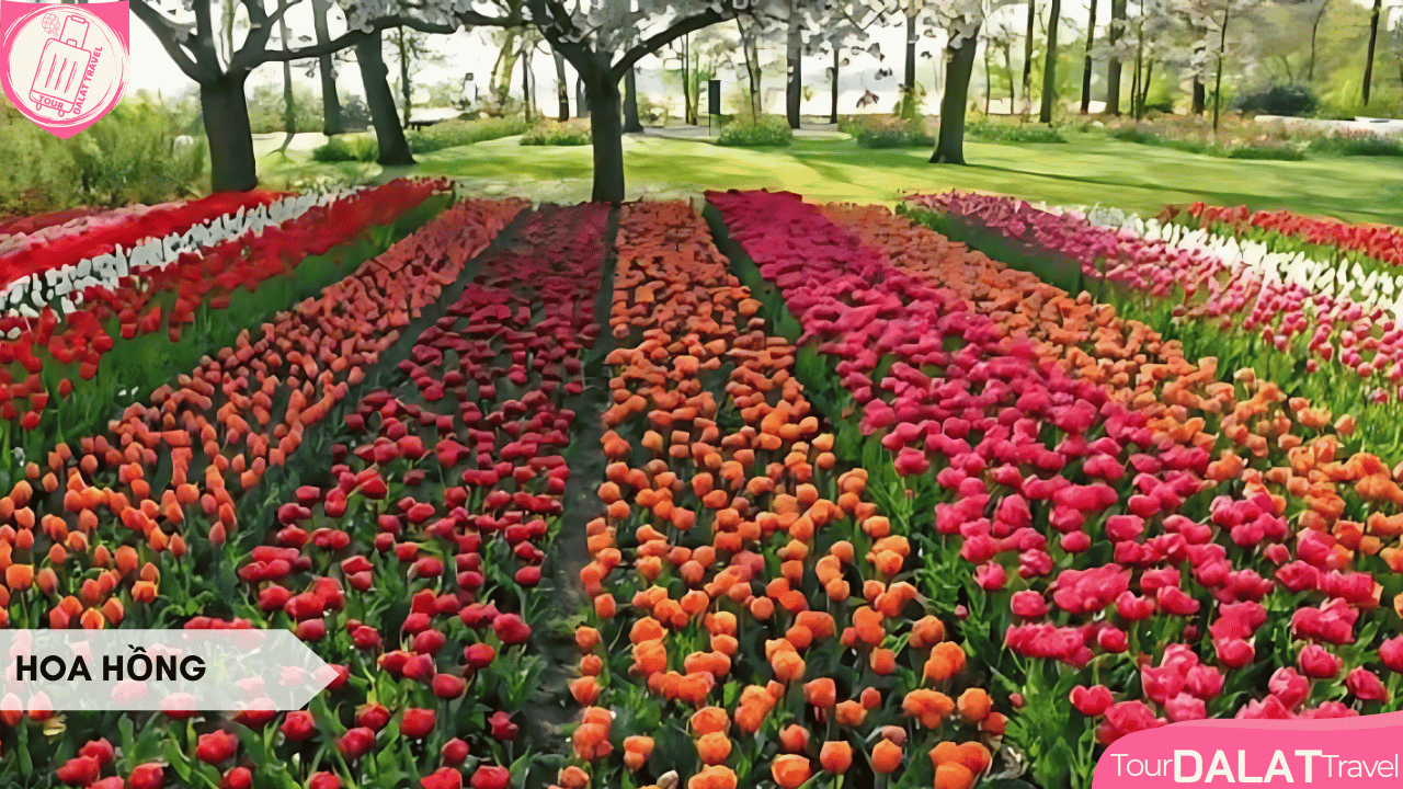 Du lịch Đà Lạt tháng 10 - Hoa hồng
