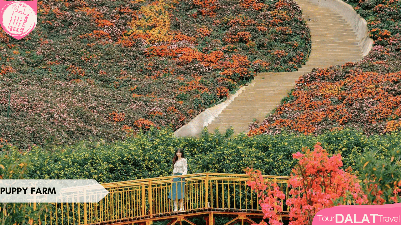 Du lịch Đà Lạt tháng 10 - Puppy Farm
