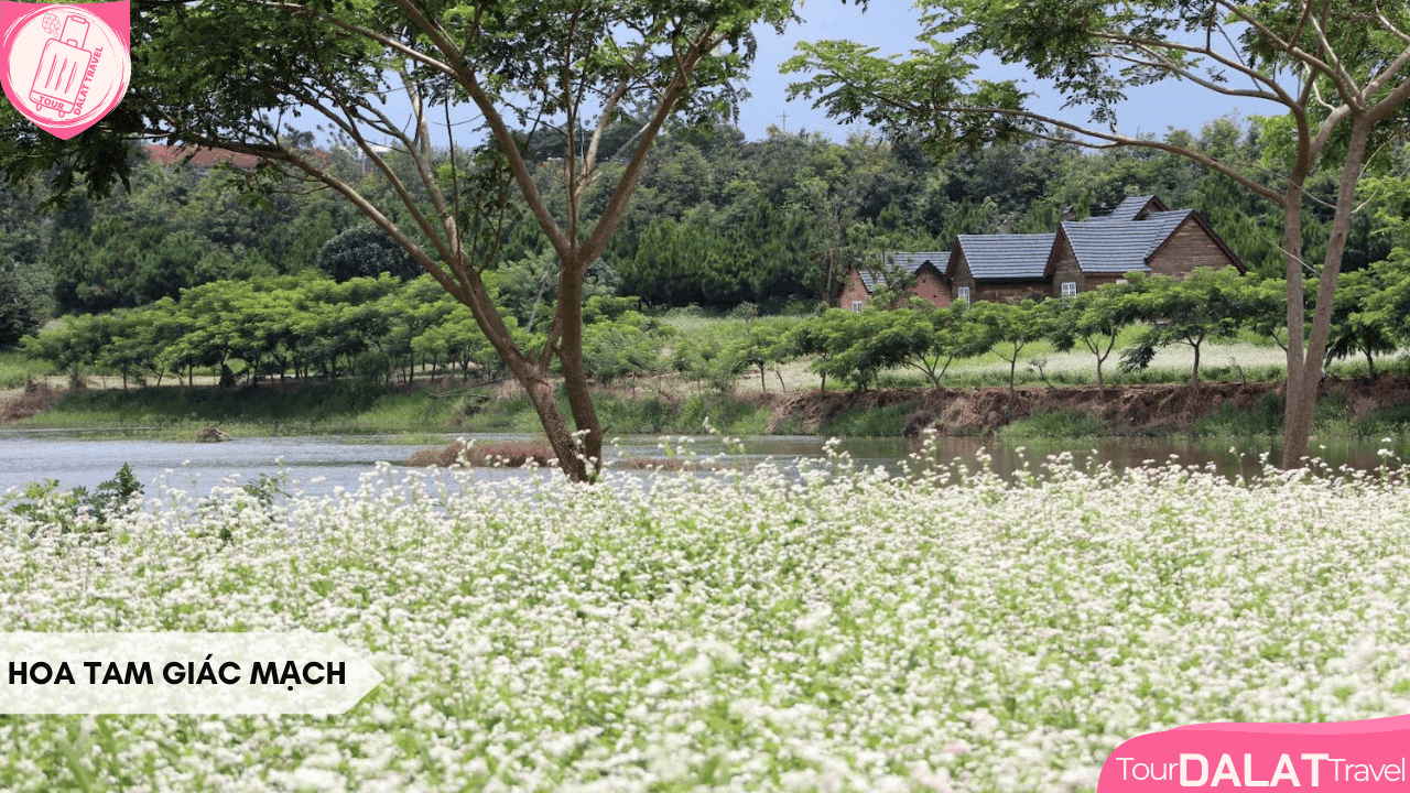 Du lịch Đà Lạt tháng 10 - hoa tam giác mạch