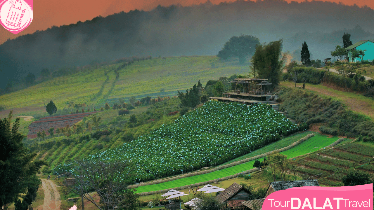 The Florest Hoa Trong Rừng- Đồng cỏ