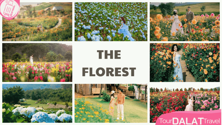 The Florest Hoa Trong Rừng - Vườn hoa