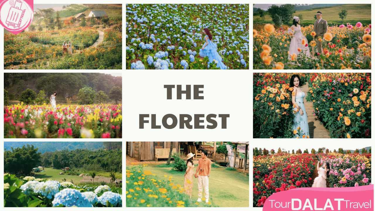 The Florest Hoa Trong Rừng - Vườn hoa