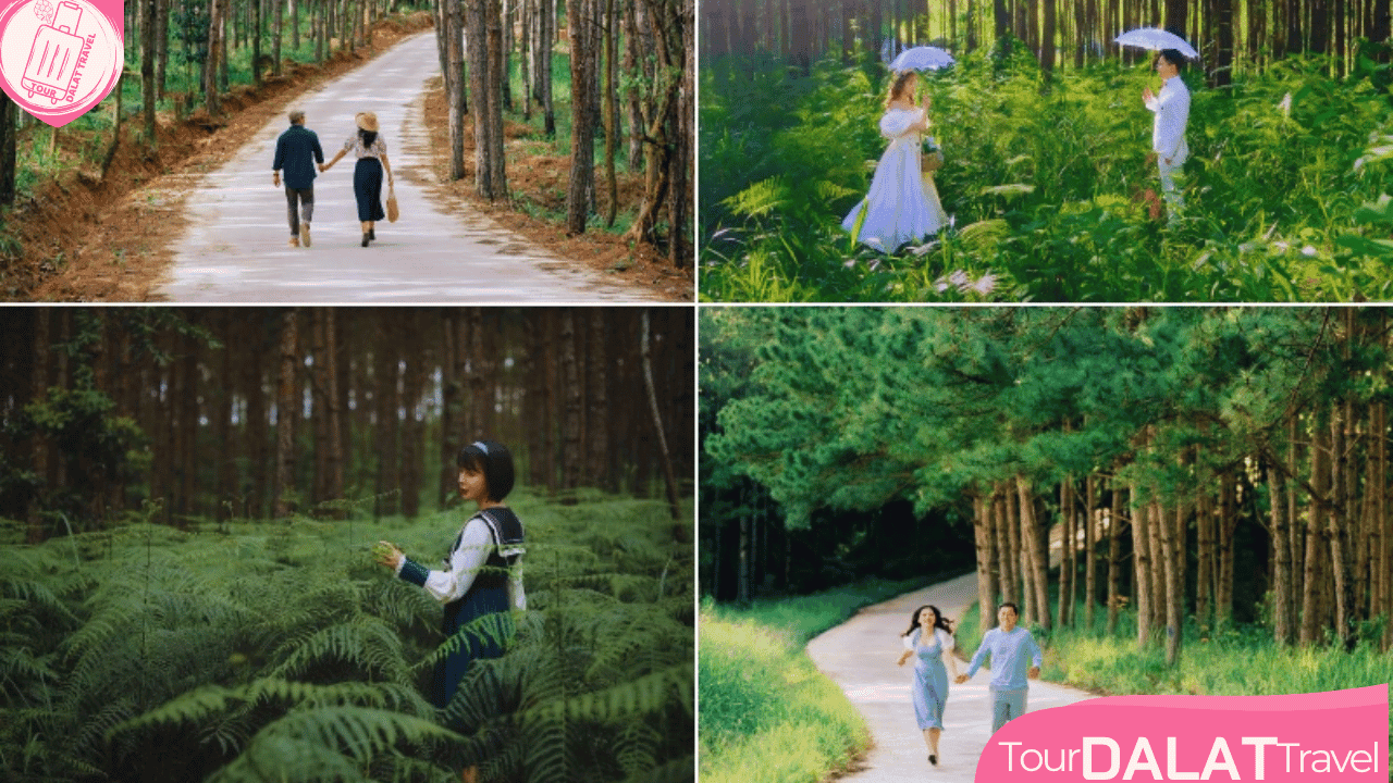 The Florest Hoa Trong Rừng - đường thông