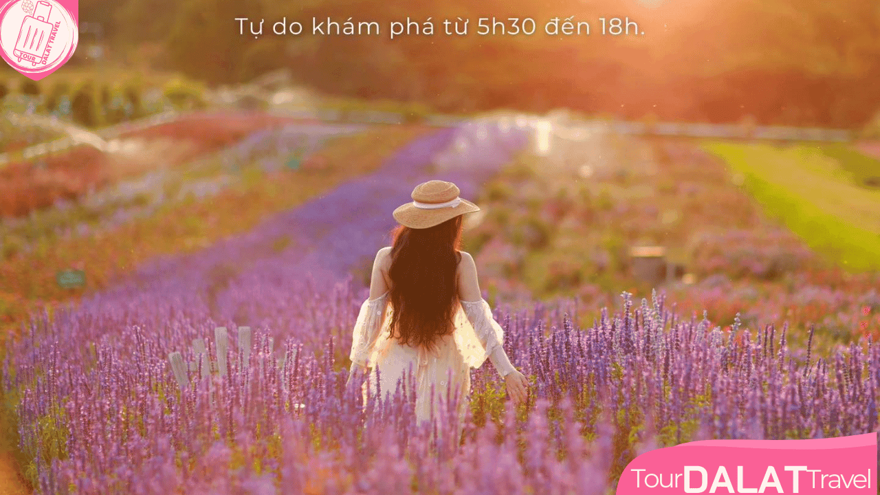 The Florest Hoa Trong Rừng - giờ tham quan