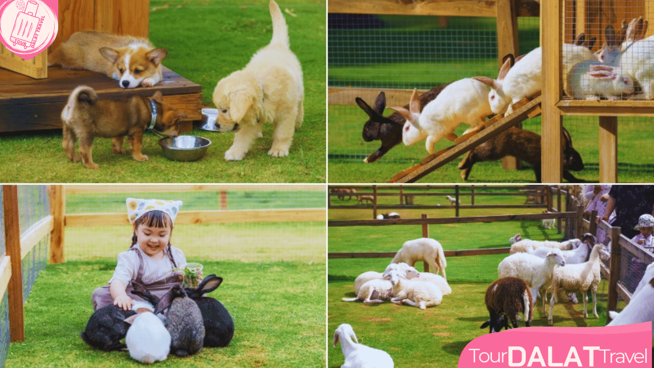 The Florest Hoa Trong Rừng - vườn thú