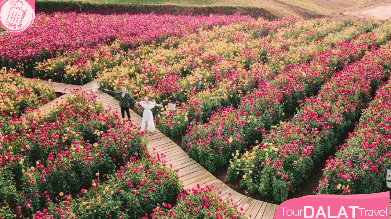 The Florest Hoa Trong Rừng Đà Lạt