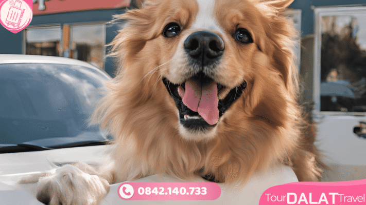 Vận chuyển thú cưng Đà Lạt - Tour Đà Lạt Travel