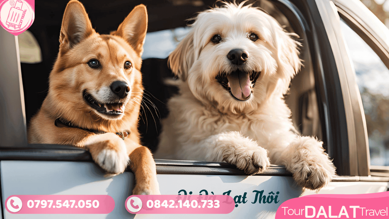 Vận chuyển thú cưng Đà Lạt - Tour Đà Lạt Travel