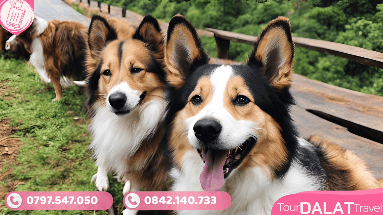 Vận chuyển thú cưng Đà Lạt - Tour Đà Lạt Travel