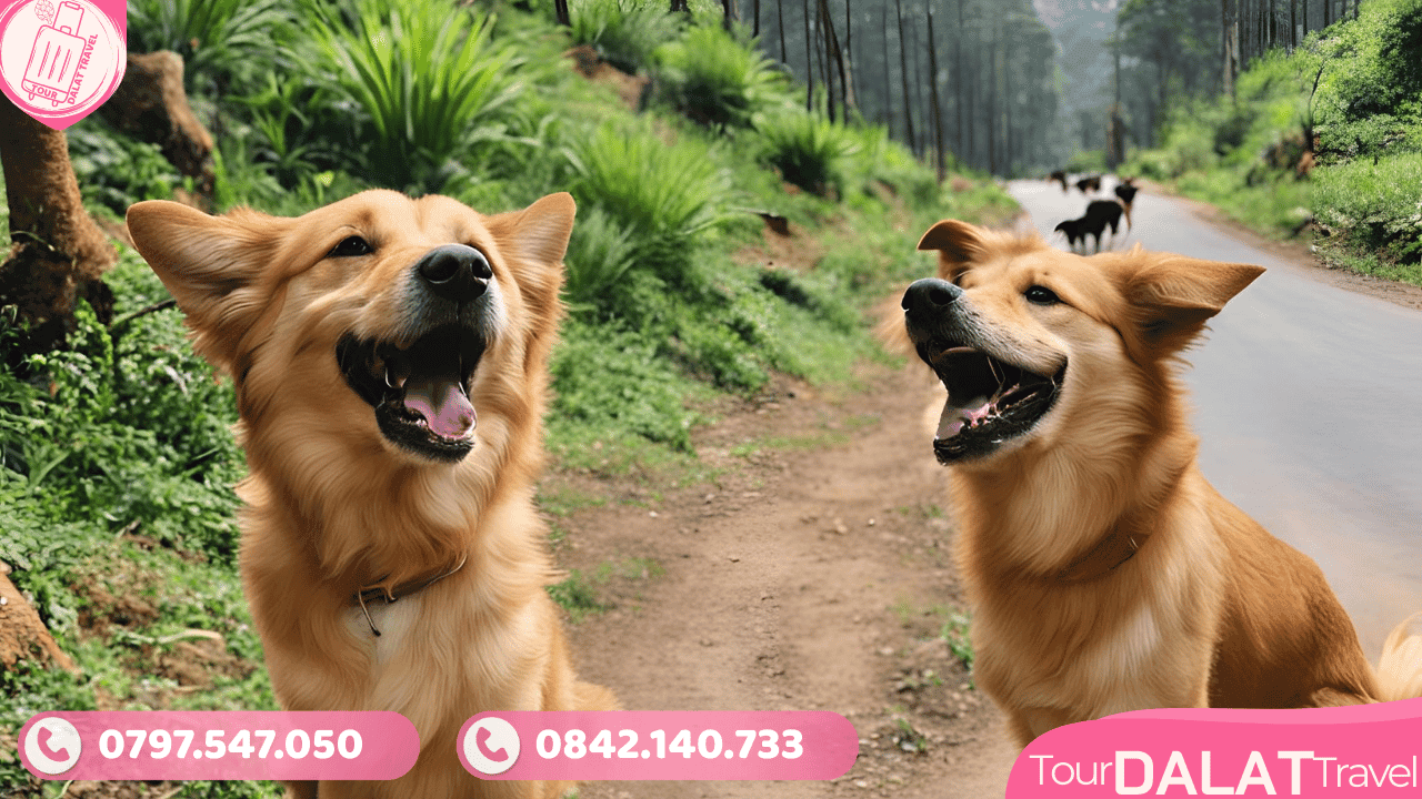 Vận chuyển thú cưng Đà Lạt - Tour Đà Lạt Travel