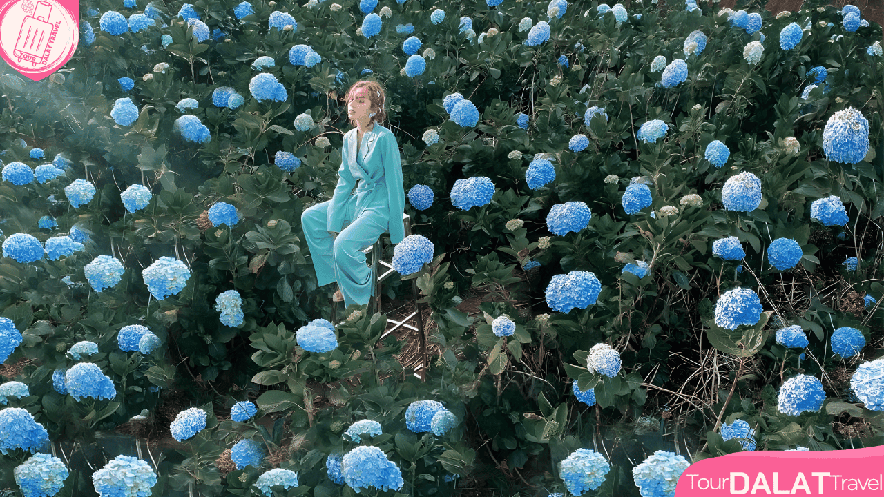 Cánh đồng hoa Cẩm tú cầu Đà Lạt