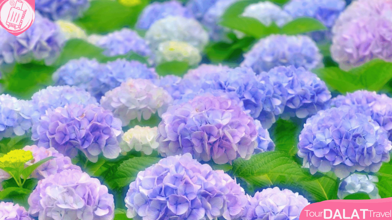 Hoa Cẩm tú cầu Đà Lạt