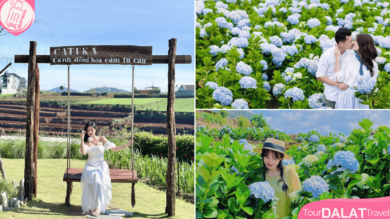 Cánh đồng hoa Cẩm tú cầu Đà Lạt