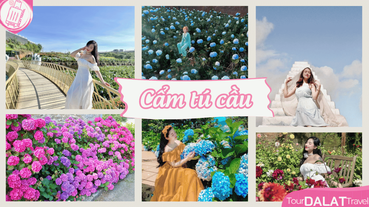 Cánh đồng hoa Cẩm tú cầu Đà Lạt