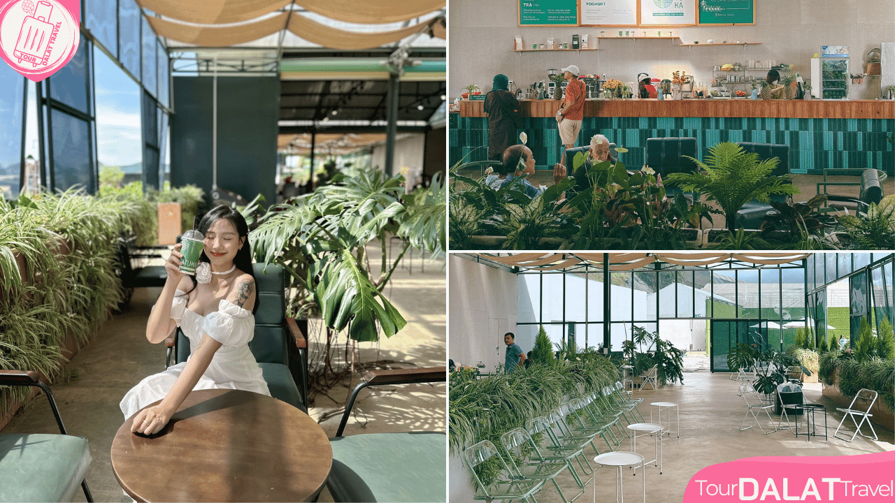 Cánh đồng hoa Cẩm tú cầu Đà Lạt -cà phê chill