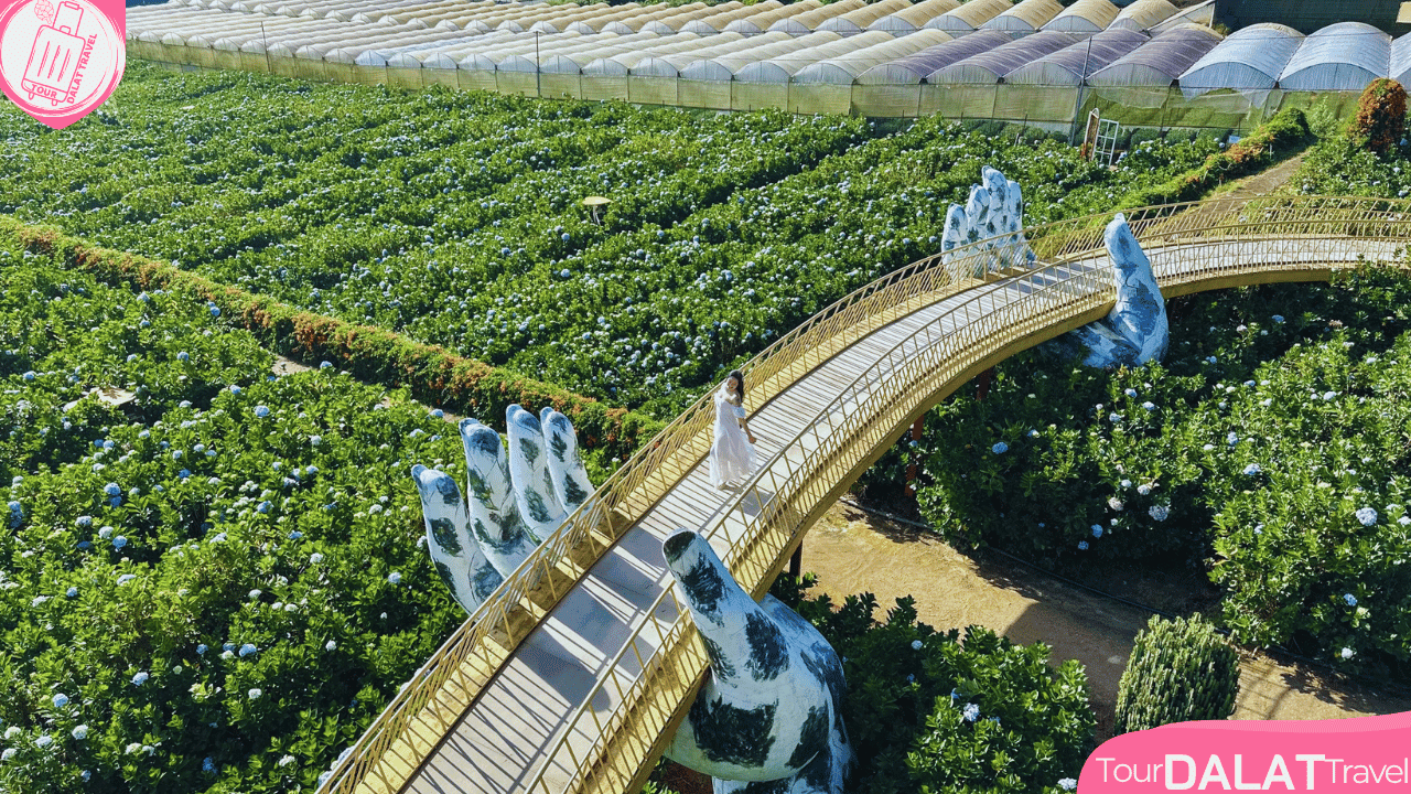 Cánh đồng hoa Cẩm tú cầu Đà Lạt - cầu vàng