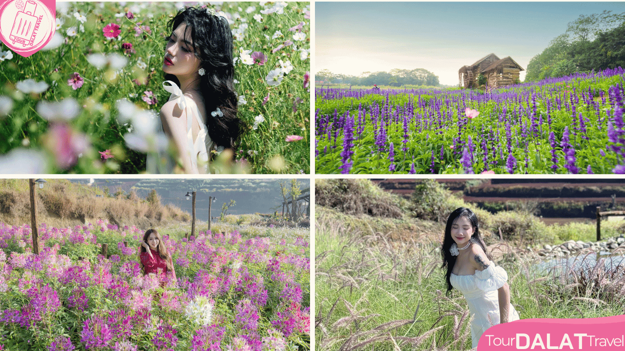 Cánh đồng hoa Cẩm tú cầu Đà Lạt - muôn loài hoa