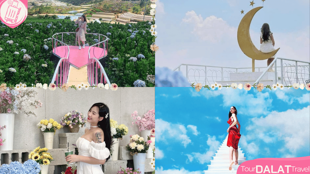 Cánh đồng hoa Cẩm tú cầu Đà Lạt - tiểu cảnh