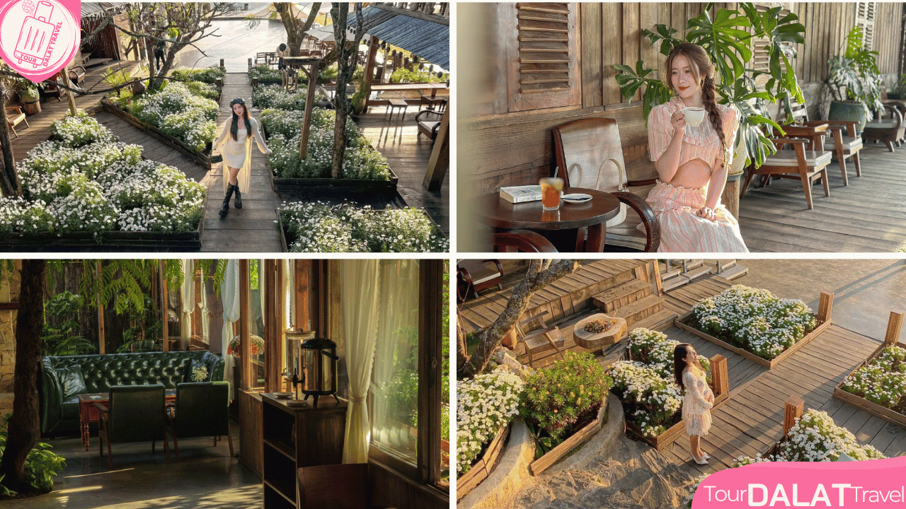 Coffee Bình minh ơi Đà Lạt-vườn cúc họa mi