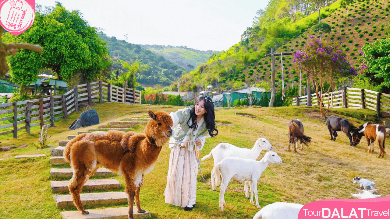 KDL Chuồn Chuồn Đà Lạt-cho thú ăn