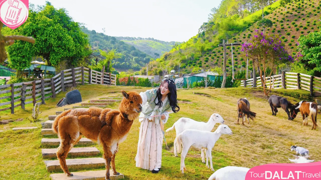 KDL Chuồn Chuồn Đà Lạt-cho thú ăn