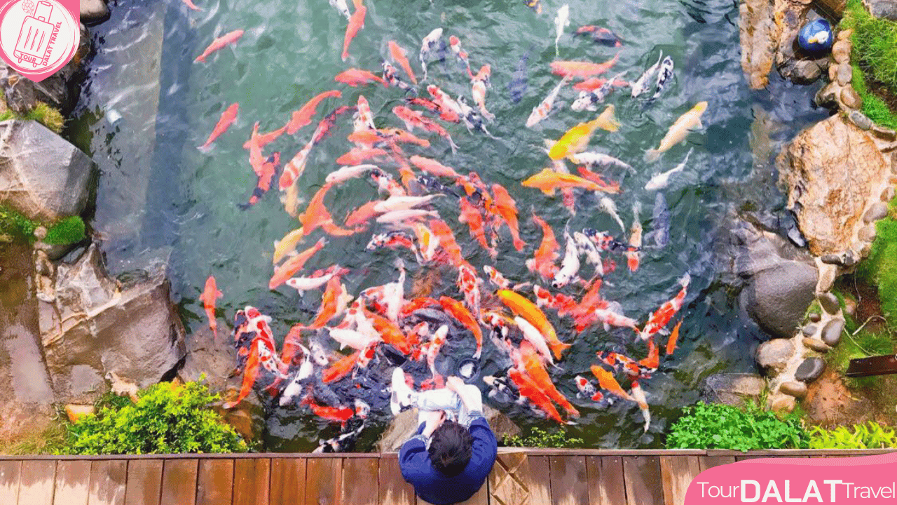 KDL Chuồn Chuồn Đà Lạt-hồ cá koi