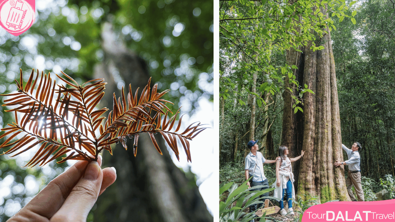 KDL Rừng thông núi voi Đà Lạt- rừng thông đỏ