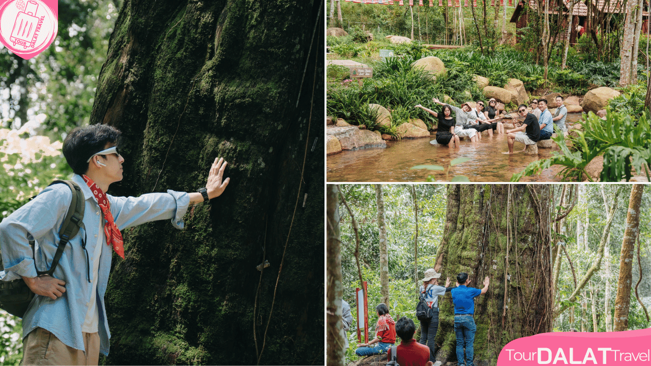 KDL Rừng thông núi voi Đà Lạt-trekking