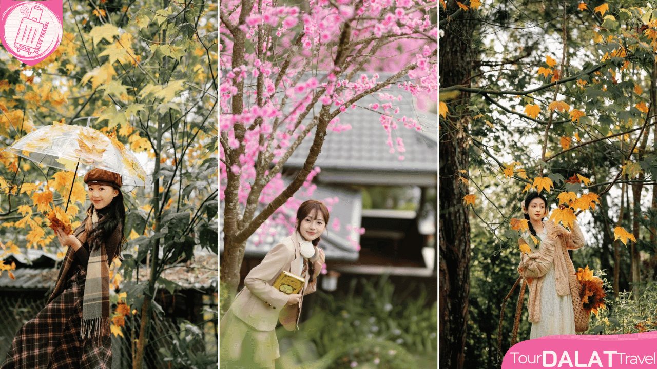 KDL Lá Phong Đà Lạt- góc check in đẹp