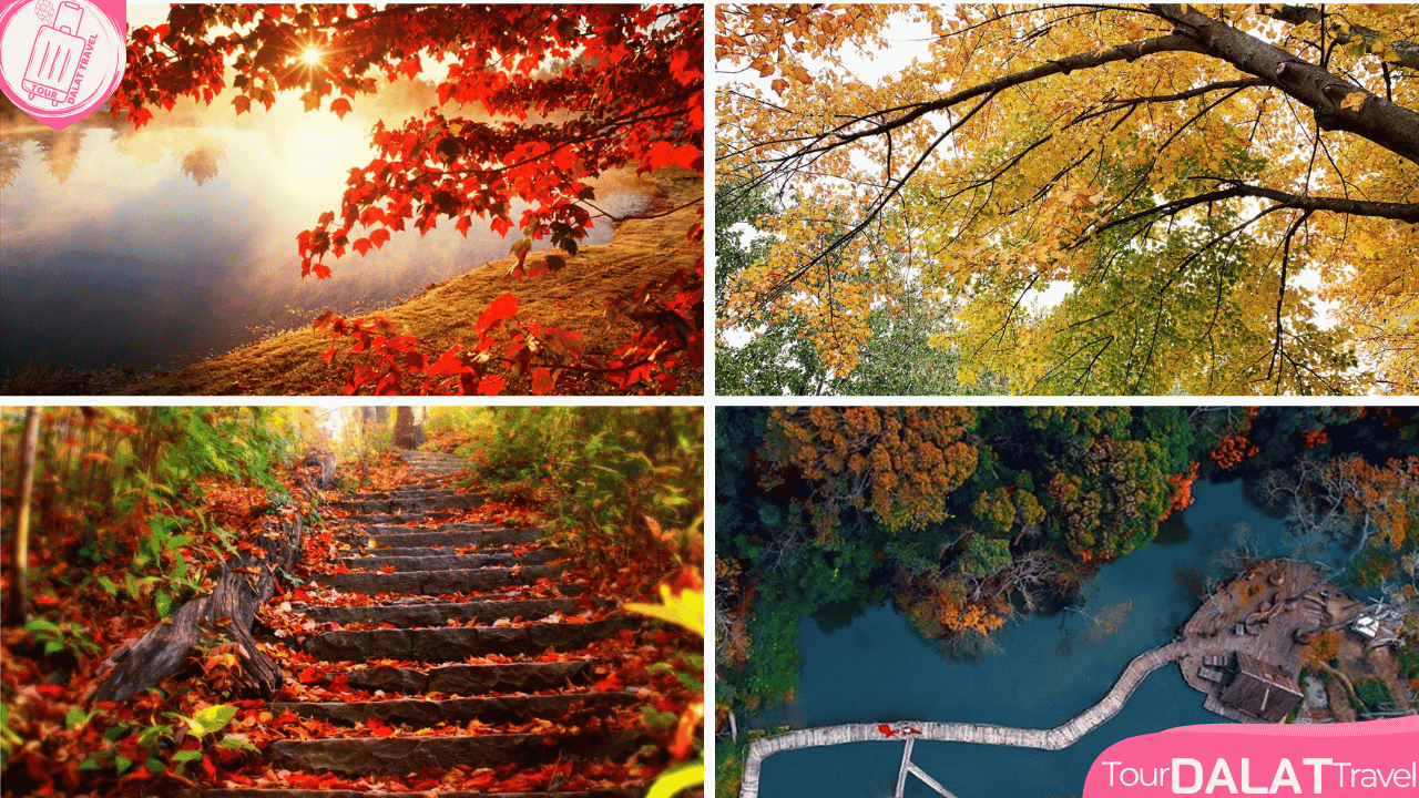 KDL Lá Phong Đà Lạt- khu vườn lá phong